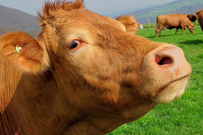 How to keep your workers safe during Farm Safety Week