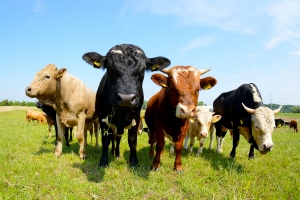 Farms and trespassing: Know your rights 