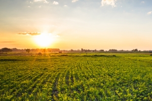 Farming
