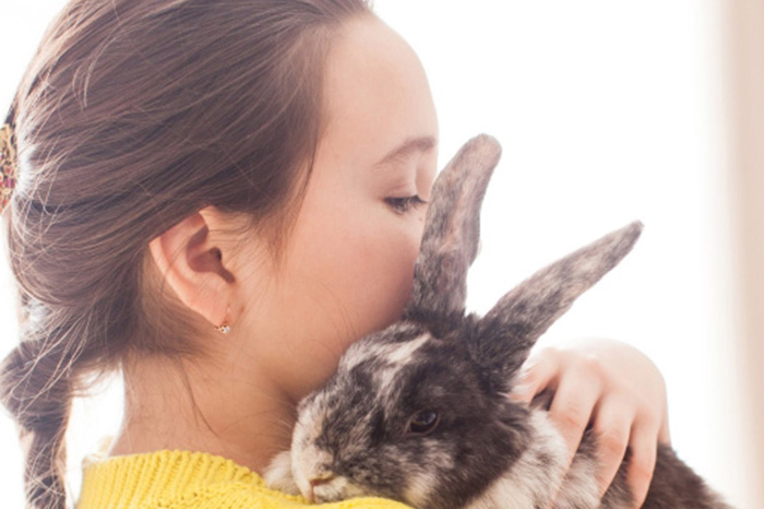 Offences and punishments under the Animal Welfare Act 