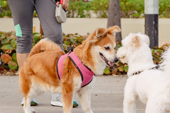 When a dog bites another dog
