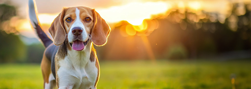 Top Banner Blogs Dog Owner